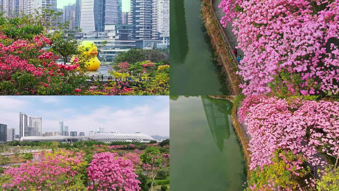 深圳南山春天紫风铃花