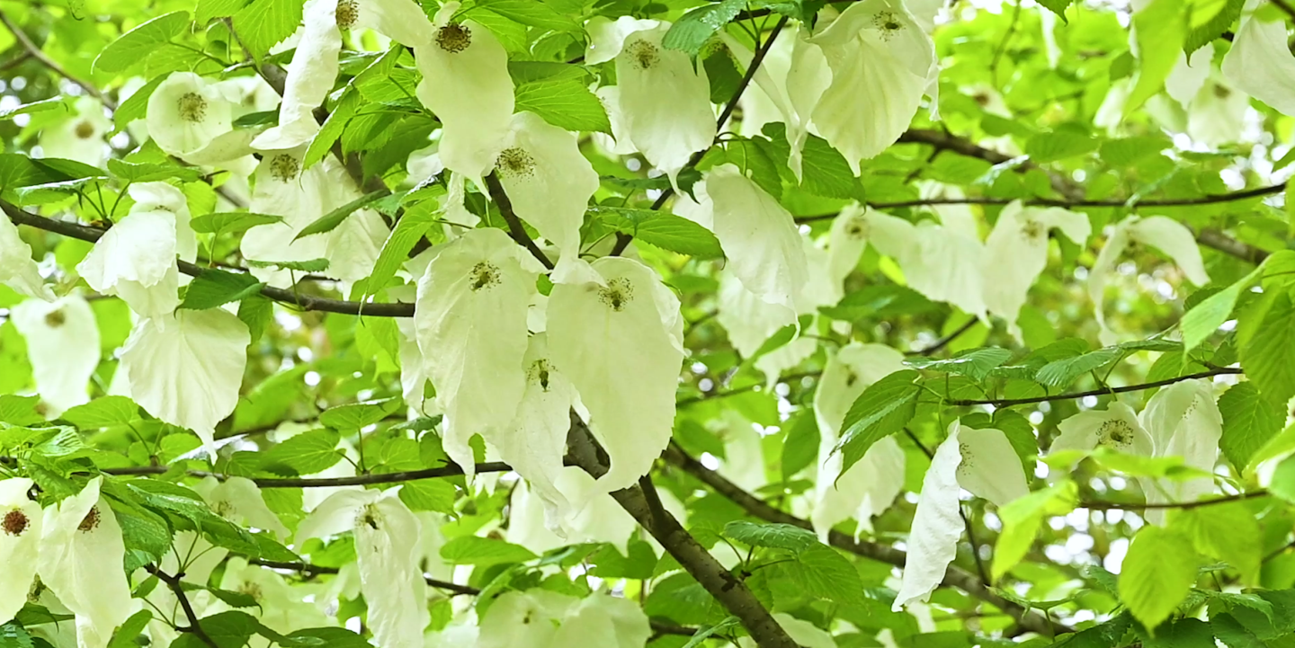 大巴山珙桐 鸽子花