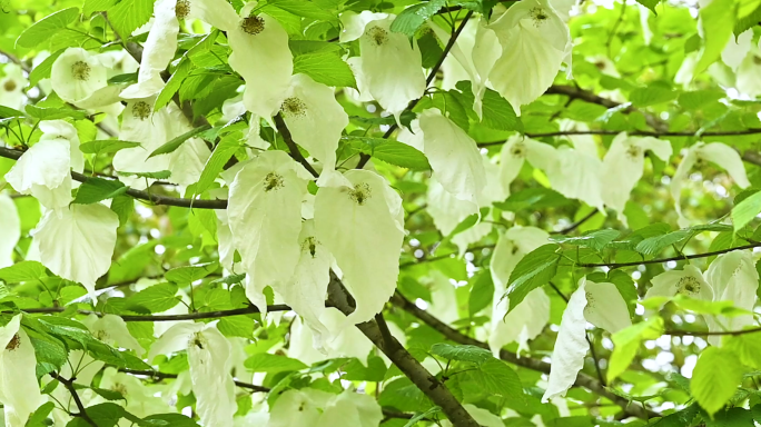 大巴山珙桐 鸽子花