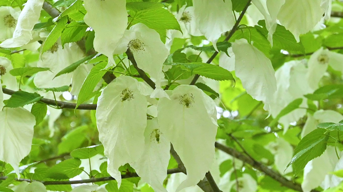 大巴山珙桐 鸽子花