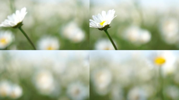 离焦洋甘菊。白色的雏菊花在夕阳下的绿草地上随风摇曳。洋甘菊盛开，草地绿油油。特写慢镜头。自然，花朵，