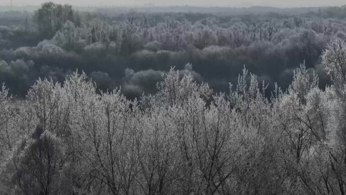 航拍牙克石雪景树顶