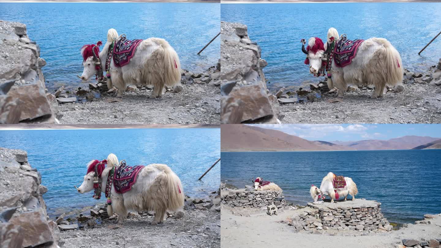 西藏羊湖牦牛 湖泊 动物