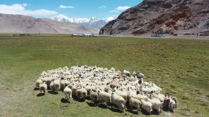 西藏阿里航拍、羊群草场