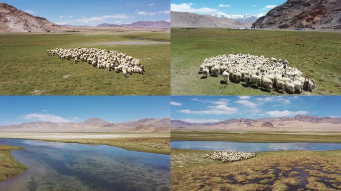 西藏阿里航拍、羊群草场