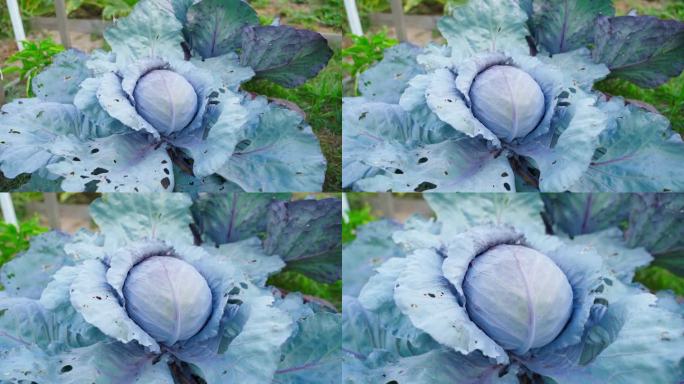 摄像机平滑地接近花园床上生长的红卷心菜的头部。从卷心菜的长镜头到特写