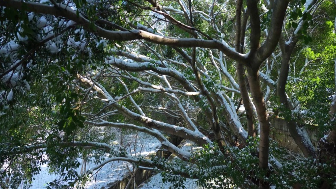 南方大雪