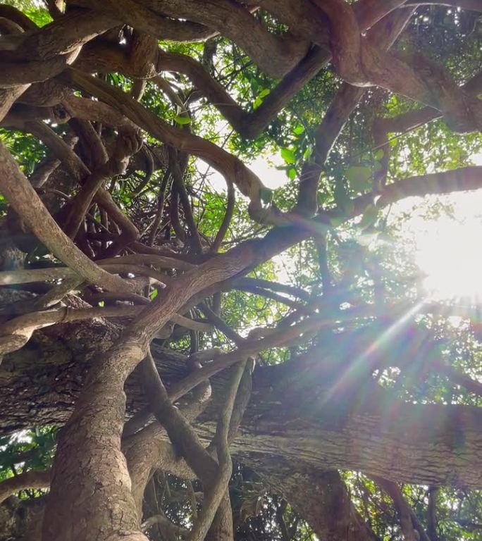弯曲纠结的藤蔓和树枝与明亮的太阳光束背光相机的运动。在毛里求斯岛上旅行。异国情调的国家旅行，美丽的自
