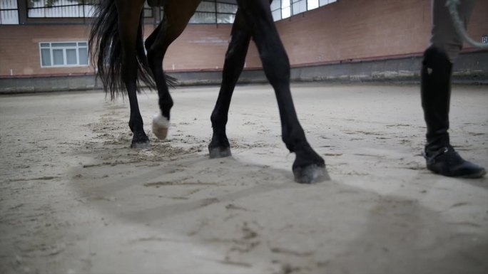 马的腿在运动与马术骑手走在沙地室内竞技场。