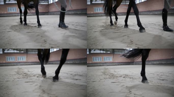 马的腿在运动与马术骑手走在沙地室内竞技场。