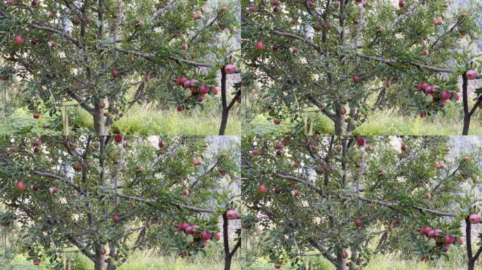 印度喜马偕尔邦的金纳尔地区兰花上点缀着一簇簇苹果。清脆的果园景色。