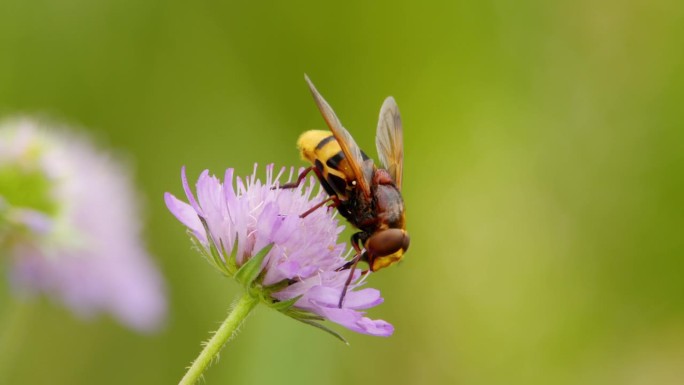 模拟大黄蜂的食蚜蝇吸食花蜜的特写镜头