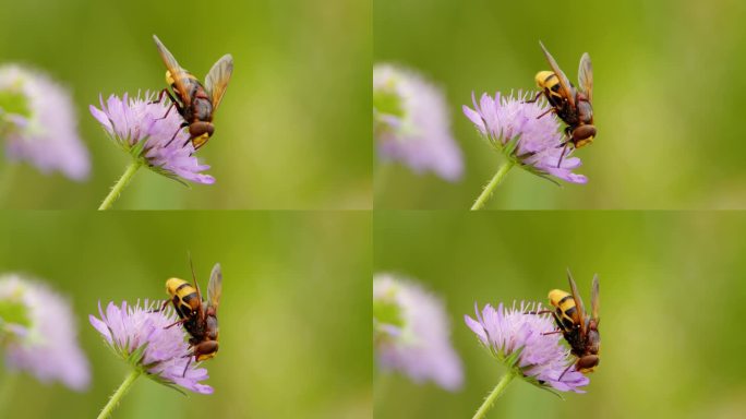 模拟大黄蜂的食蚜蝇吸食花蜜的特写镜头