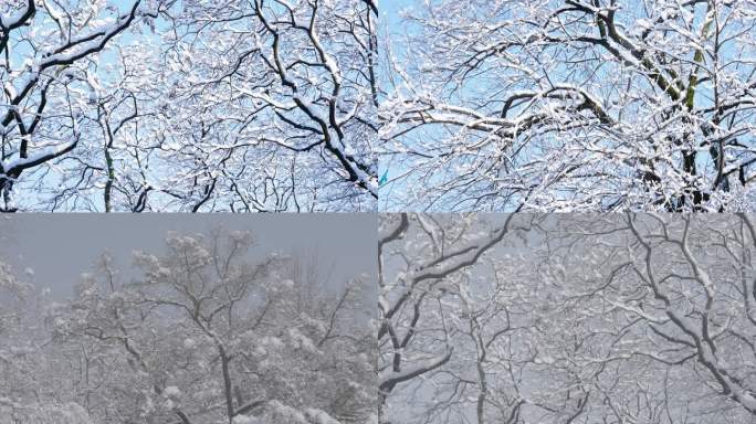 树枝积雪