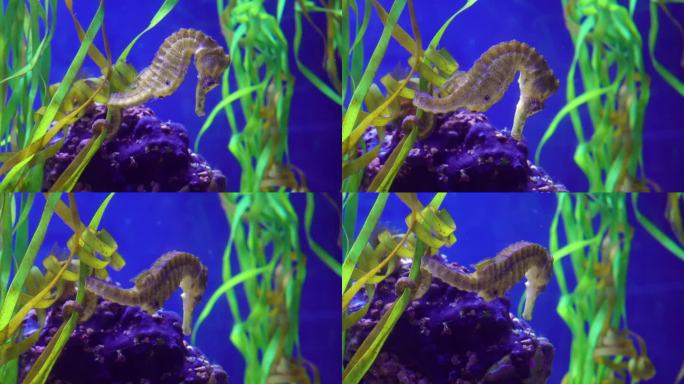 一只海马在水族馆里游泳，它的尾巴悬在海藻上。