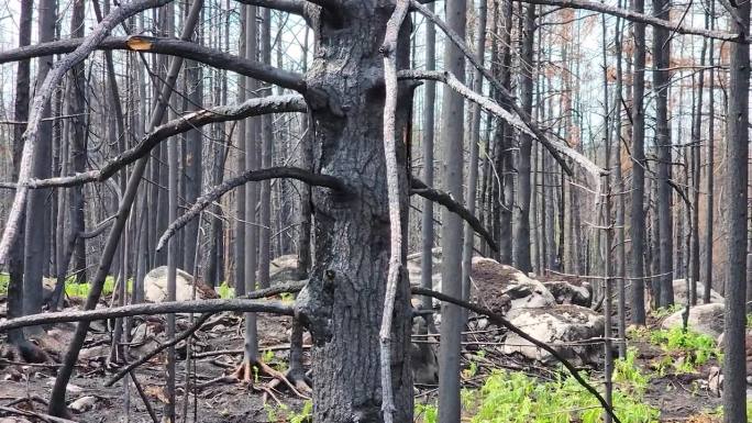 烧焦的黑色和灰色的光秃秃的树枝和空旷的森林在野火之后仍然存在