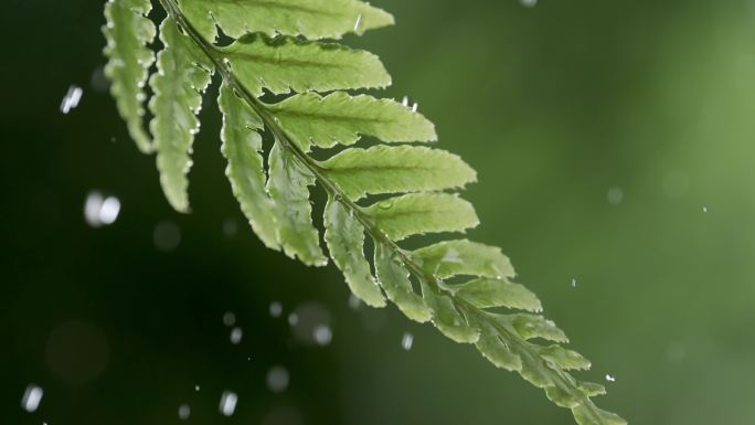 绿色植物绿叶子雨水下雨春雨自然水滴