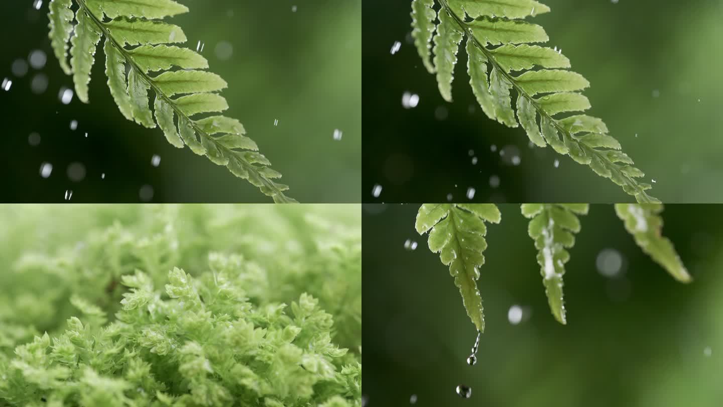 绿色植物绿叶子雨水下雨春雨自然水滴
