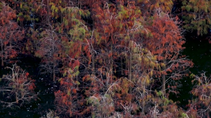 顺德区白鹭唯美红色树林落羽杉湿地公园