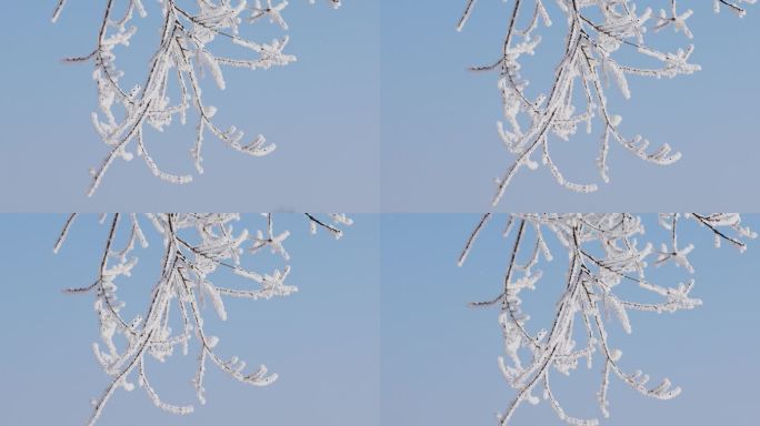 雾凇，树枝上的冰霜，雾凇的特写