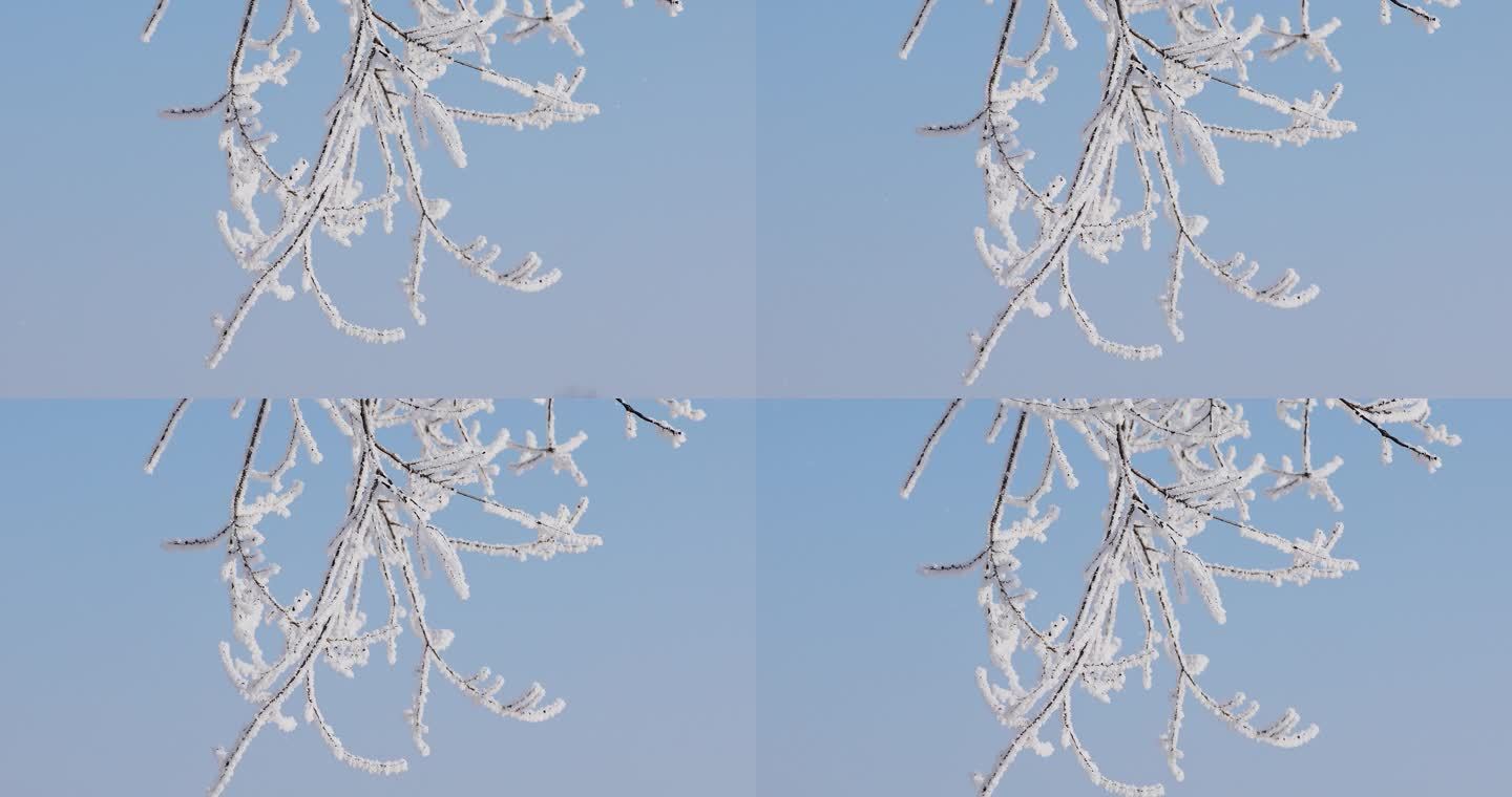 雾凇，树枝上的冰霜，雾凇的特写