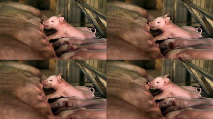 许多刚出生的小猪正在吮吸一头猪妈妈的乳汁