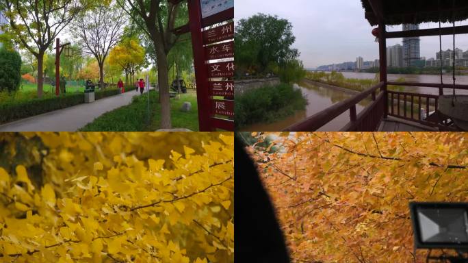 实拍兰州黄河边秋季树叶黄了