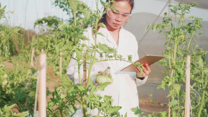 研究人员在种植园里分析番茄。