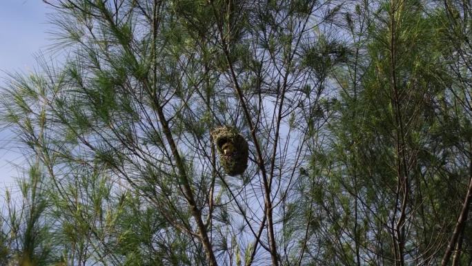 一群织女栖息在蓝天森林里的鸟巢上