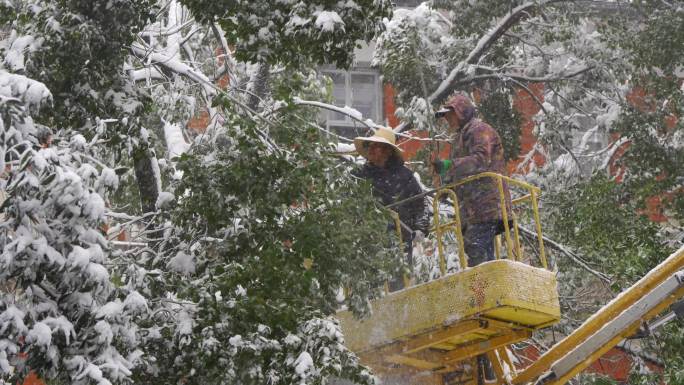 工作人员清理树上的积雪
