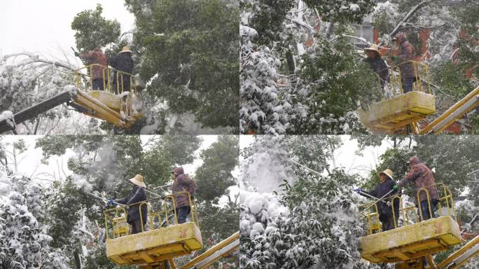 工作人员清理树上的积雪
