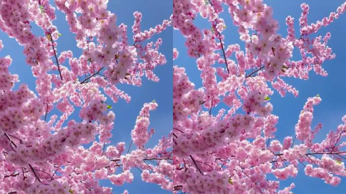 在樱花盛开的樱花树下观看。树枝上覆盖着精致的粉红色花瓣，蜜蜂在花瓣周围飞舞，蓝天，白天的阳光，垂直视