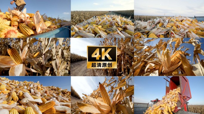 4K玉米丰收秋收唯美