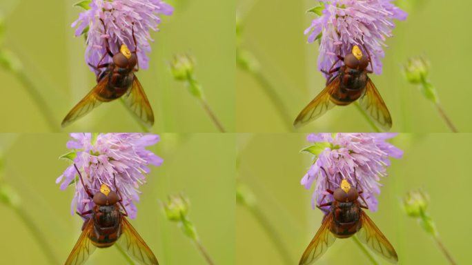 大黄蜂模拟食蚜蝇吃花蜜的极端特写