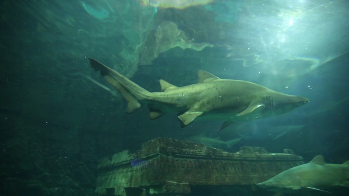 鲨鱼水族馆海底海底世界海洋生物水下摄影