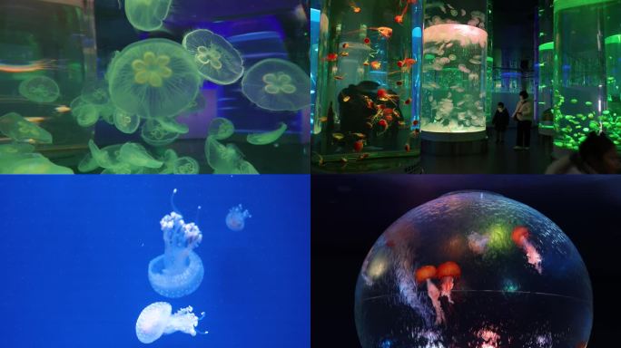 海洋馆发光的水母  彩色水母、水族馆水母