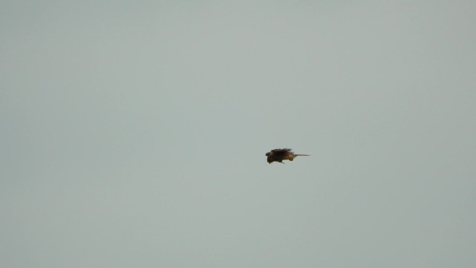 捕食者猎鹰在空中盘旋，在地面上寻找食物。翱翔的猎鹰或鹰冻结在地面上方的空中，准备冲下来捕食。