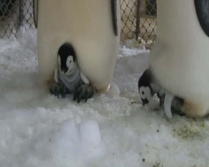 企鹅海洋馆水族馆参观游览游客动物萌宠