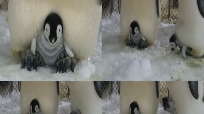 企鹅海洋馆水族馆参观游览游客动物萌宠