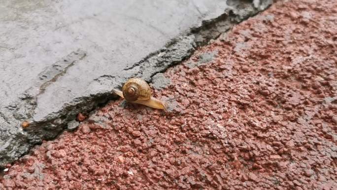 蜗牛在下雨天的地上爬行