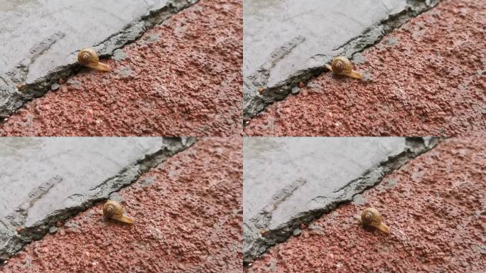 蜗牛在下雨天的地上爬行
