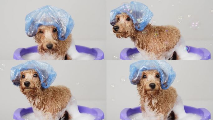 缓慢的运动。有趣的友好的狗洗澡用泡沫浴帽在浅色背景。宠物护理和卫生理念。
