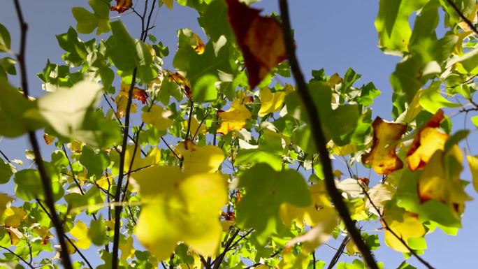 郁金香树在秋天的季节随着叶子的颜色变化