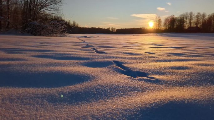 冬日夕阳下的风景，原始雪地上兔子的足迹，上升的镜头