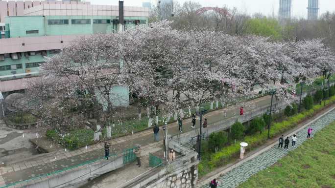 古装汉服女子在武汉汉阳晴川假日酒店赏樱花