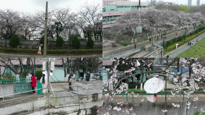 古装汉服女子在武汉汉阳晴川假日酒店赏樱花