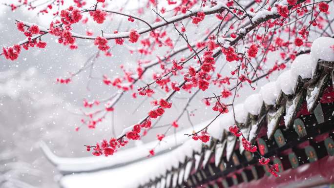 4k唯美下雪故宫红墙屋檐梅花背景