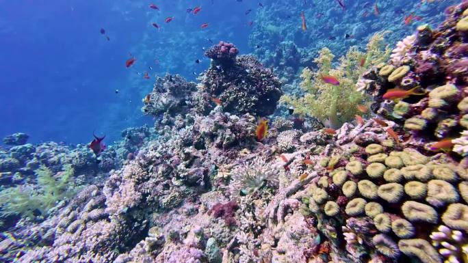 沿着水下珊瑚礁的海金鱼