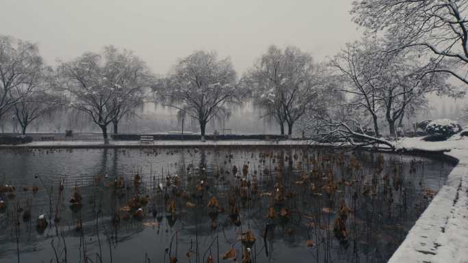 大雪中的湖中残荷与树木03