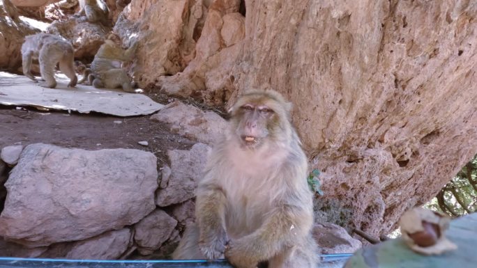 摩洛哥，乌祖德瀑布，一只猕猴一边吃花生一边照顾着他的家人
